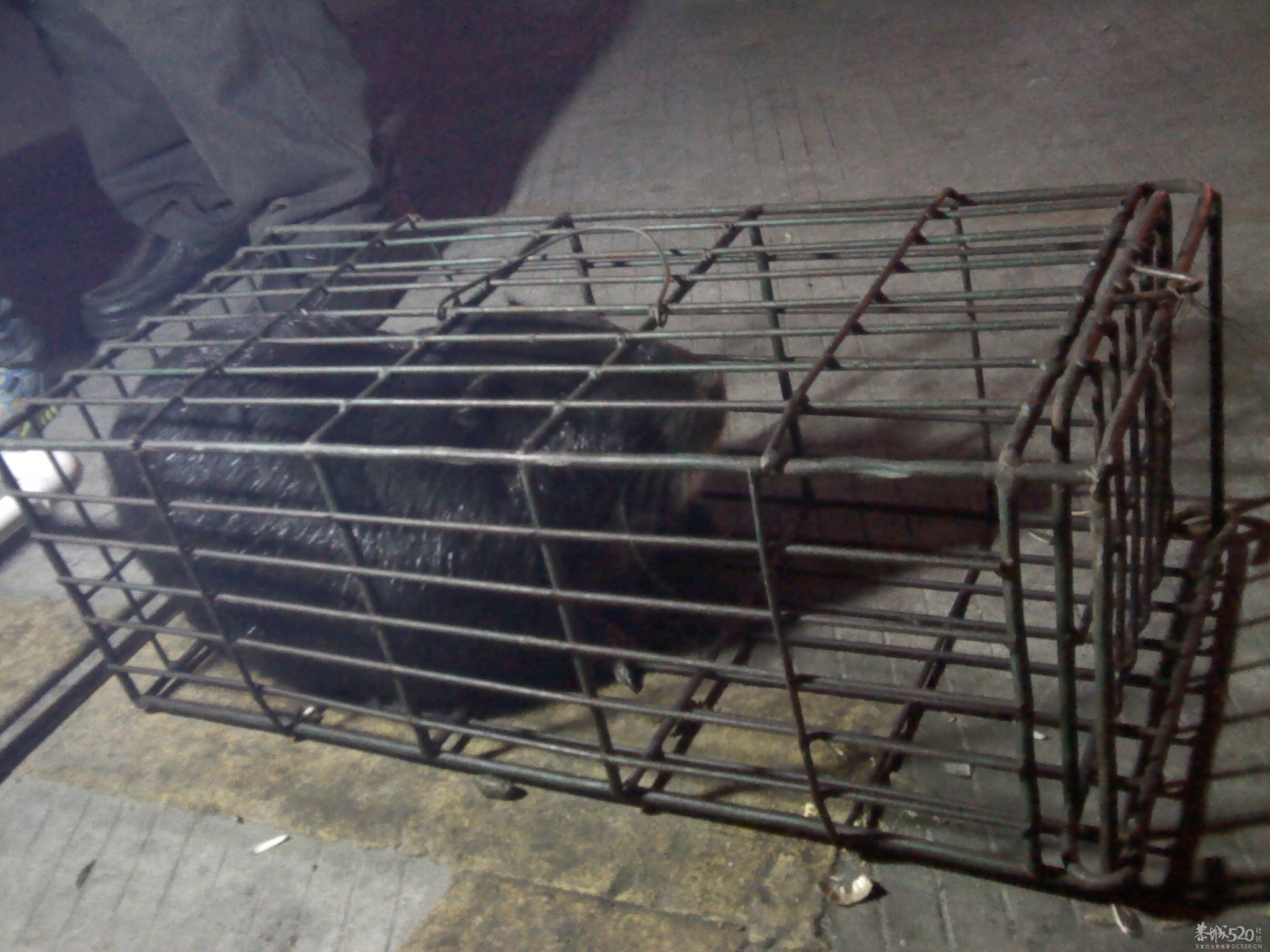 大家看看这只是什么老鼠？814 / 作者:安防监控 / 帖子ID:59535