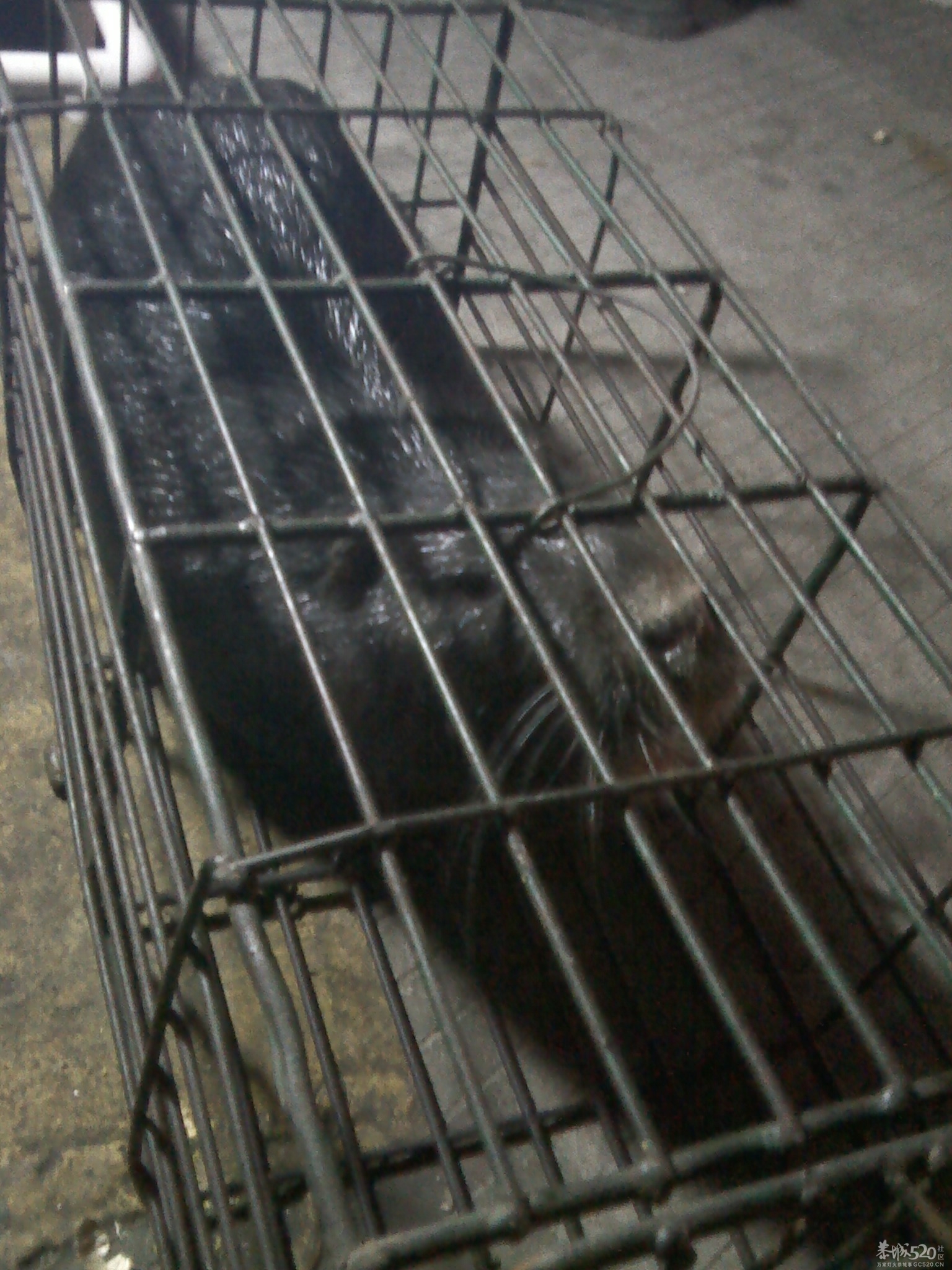 大家看看这只是什么老鼠？124 / 作者:安防监控 / 帖子ID:59535