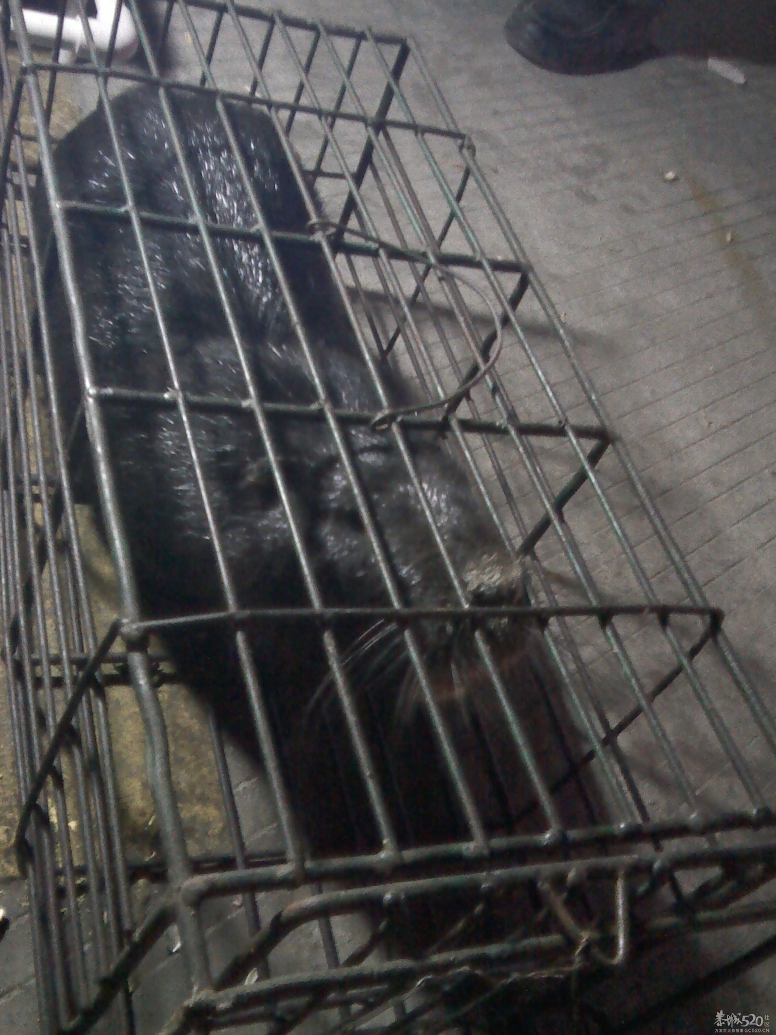 大家看看这只是什么老鼠？817 / 作者:安防监控 / 帖子ID:59535