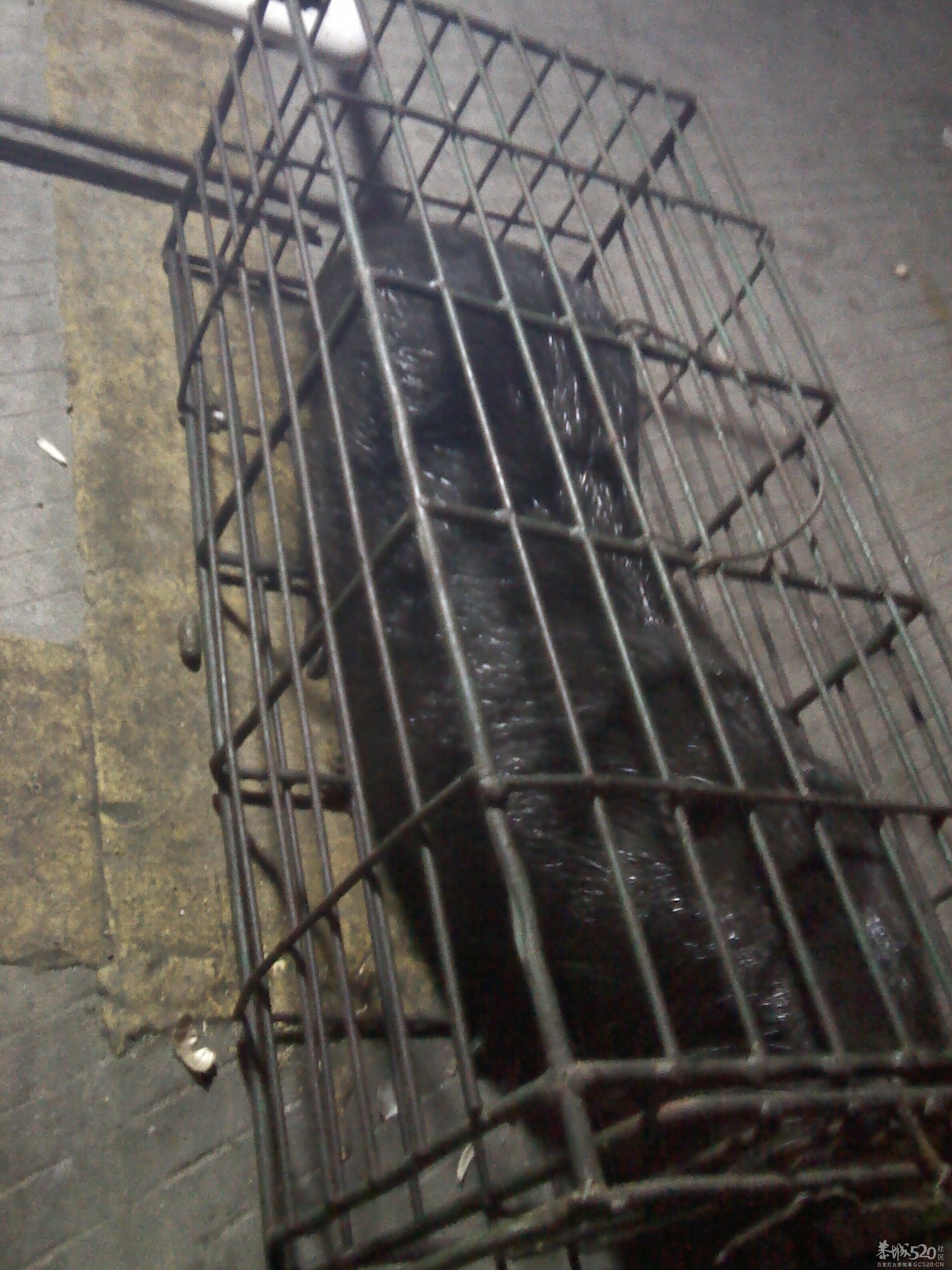 大家看看这只是什么老鼠？455 / 作者:安防监控 / 帖子ID:59535