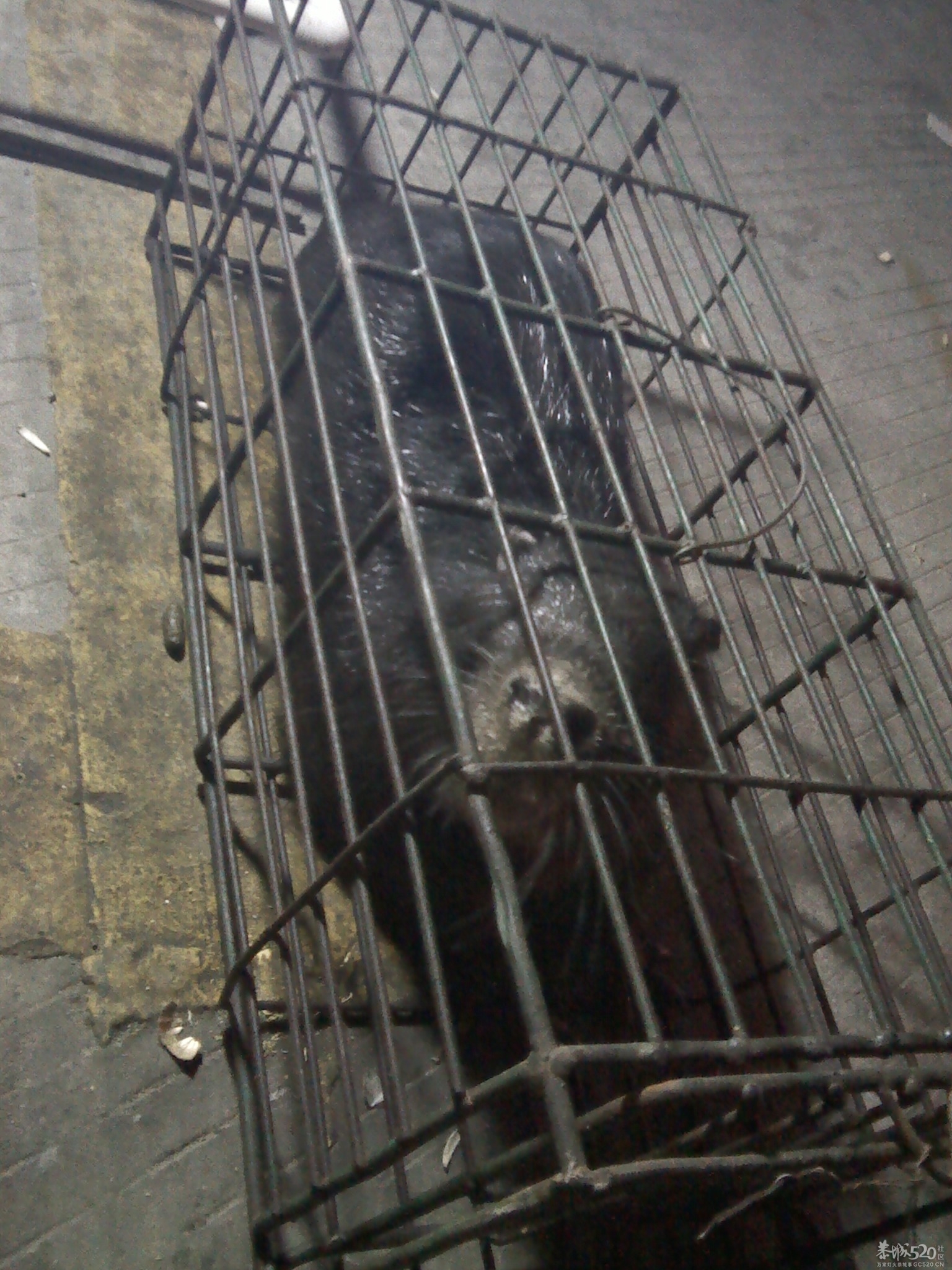 大家看看这只是什么老鼠？595 / 作者:安防监控 / 帖子ID:59535