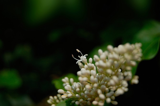 我的2012★花卉623 / 作者:私想者 / 帖子ID:59708