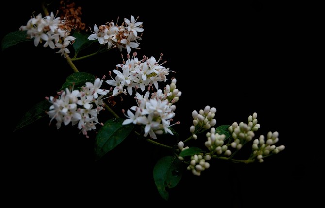 我的2012★花卉149 / 作者:私想者 / 帖子ID:59708
