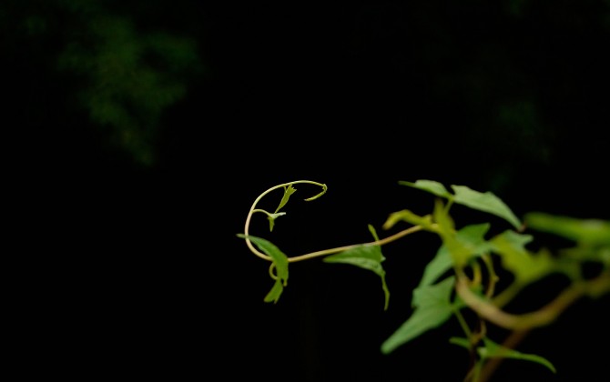 我的2012★花卉765 / 作者:私想者 / 帖子ID:59708