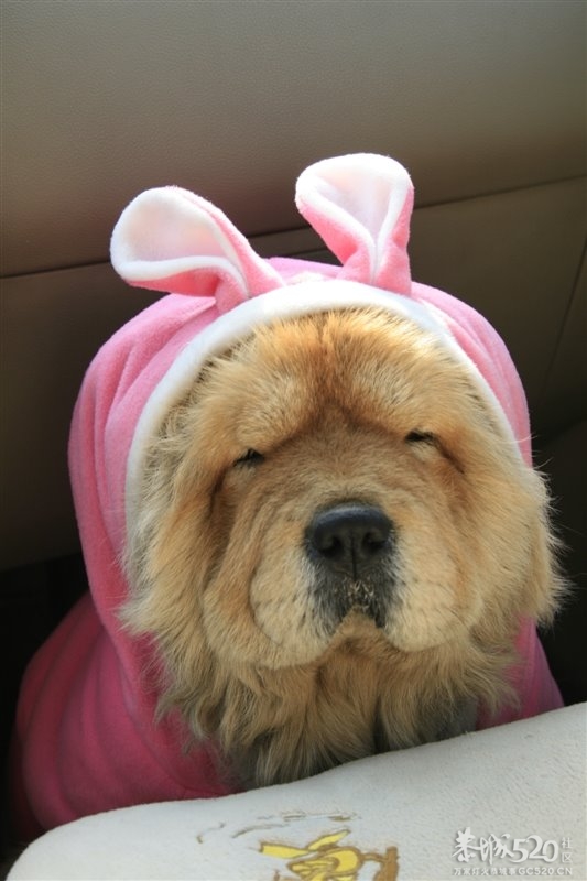 流氓745 / 作者:758779802 / 帖子ID:59730