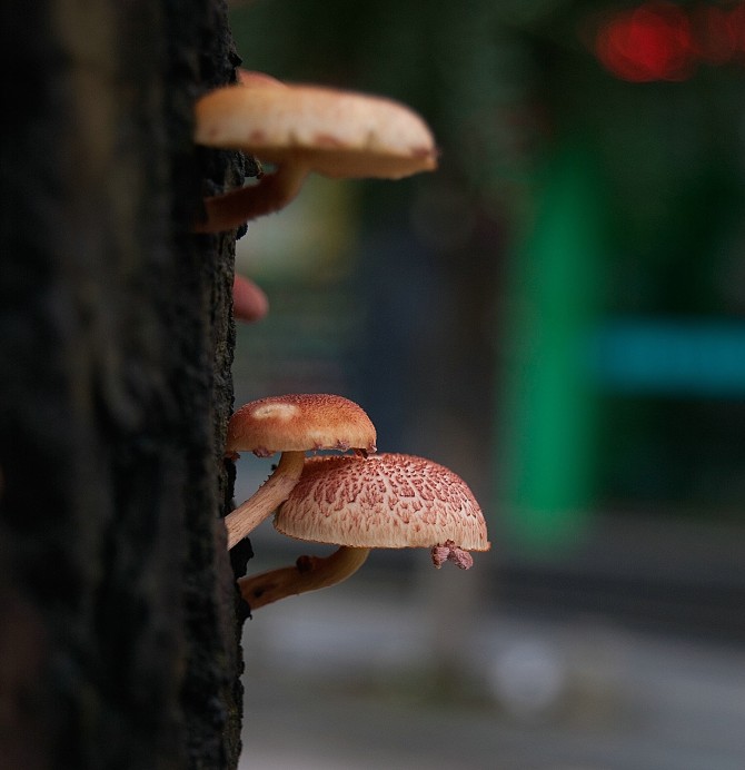 我的2012★花卉926 / 作者:私想者 / 帖子ID:59708