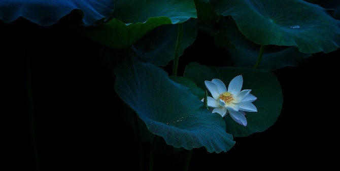 我的2012★花卉675 / 作者:私想者 / 帖子ID:59708