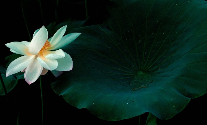 我的2012★花卉591 / 作者:私想者 / 帖子ID:59708