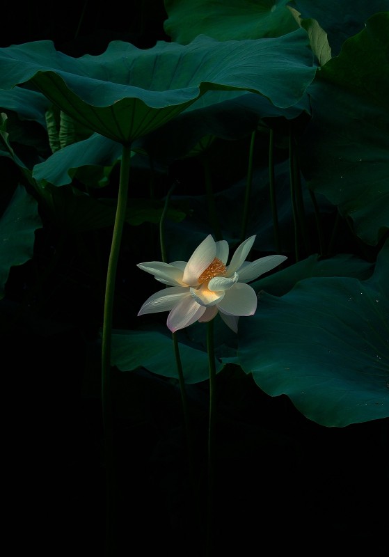 我的2012★花卉162 / 作者:私想者 / 帖子ID:59708