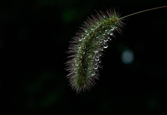 我的2012★花卉792 / 作者:私想者 / 帖子ID:59708