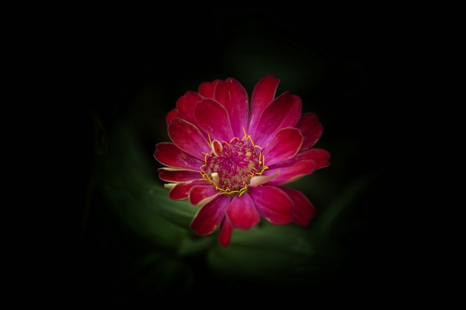 我的2012★花卉973 / 作者:私想者 / 帖子ID:59708