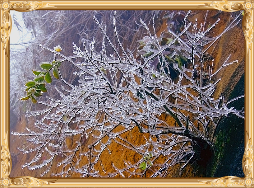 雪景923 / 作者:瑶乡看兰 / 帖子ID:59824