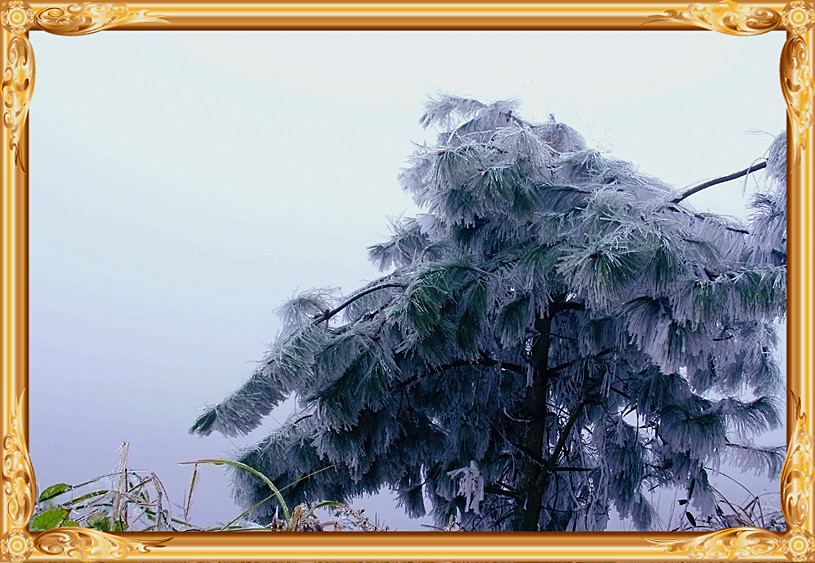 雪景666 / 作者:瑶乡看兰 / 帖子ID:59824