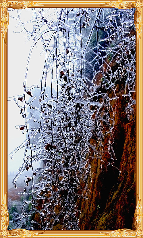 雪景390 / 作者:瑶乡看兰 / 帖子ID:59824