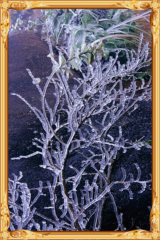雪景270 / 作者:瑶乡看兰 / 帖子ID:59824