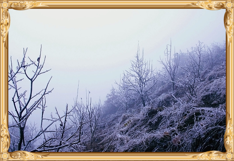 雪景274 / 作者:瑶乡看兰 / 帖子ID:59824