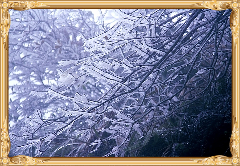 雪景337 / 作者:瑶乡看兰 / 帖子ID:59824