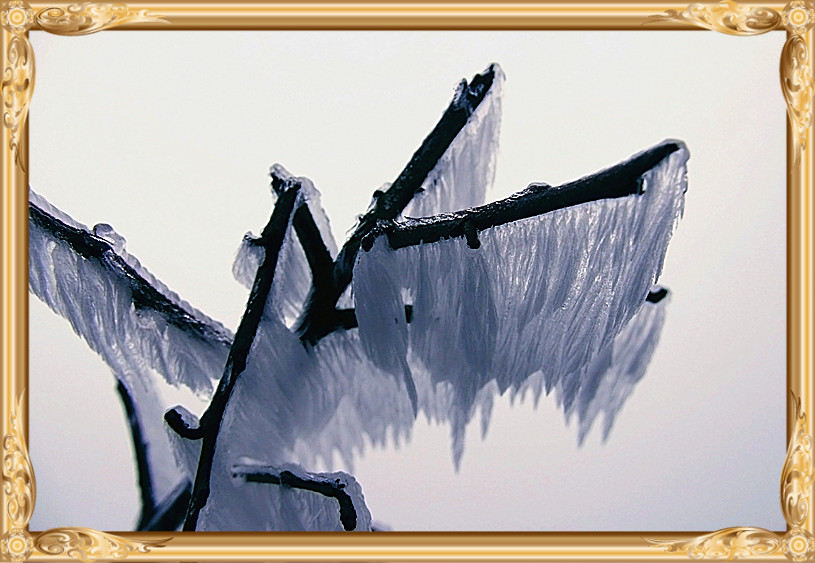 雪景 [续]56 / 作者:瑶乡看兰 / 帖子ID:59936