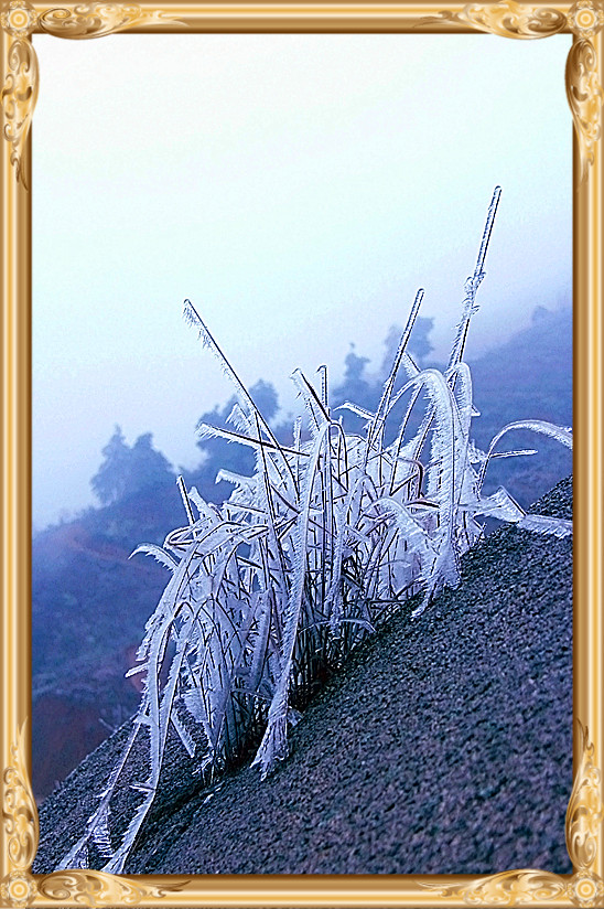 雪景 [续]70 / 作者:瑶乡看兰 / 帖子ID:59936