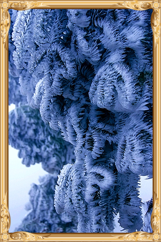 雪景 [续]775 / 作者:瑶乡看兰 / 帖子ID:59936
