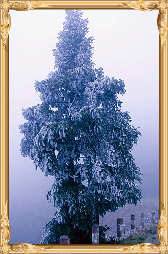 雪景 [续.续]109 / 作者:瑶乡看兰 / 帖子ID:59960