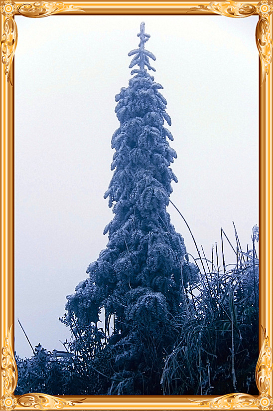 雪景 [续.续]824 / 作者:瑶乡看兰 / 帖子ID:59960