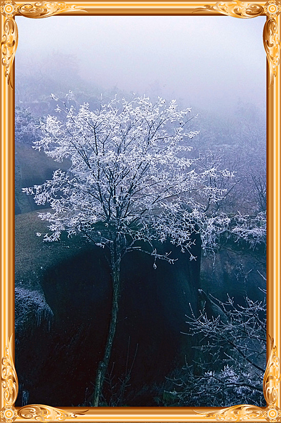 雪景 [续.续]928 / 作者:瑶乡看兰 / 帖子ID:59960