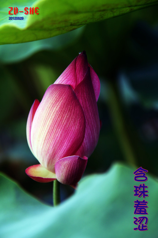 荷609 / 作者:其修远 / 帖子ID:60042