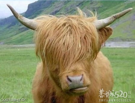 猜猜看  【汪星人也有明星脸】323 / 作者:极速6688 / 帖子ID:60894