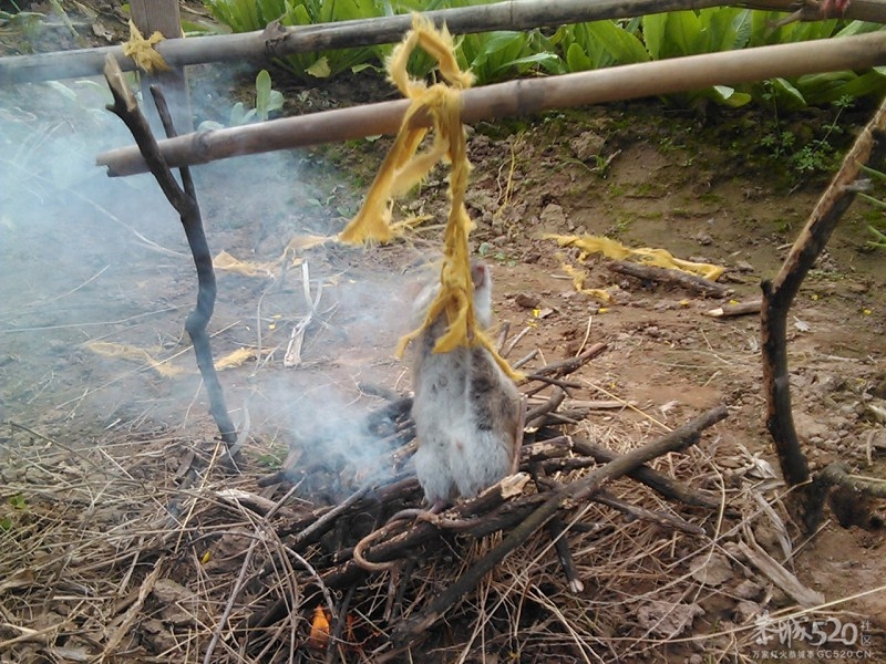 被捕获的老鼠【2】命运如此悲剧155 / 作者:aaa542500 / 帖子ID:60903