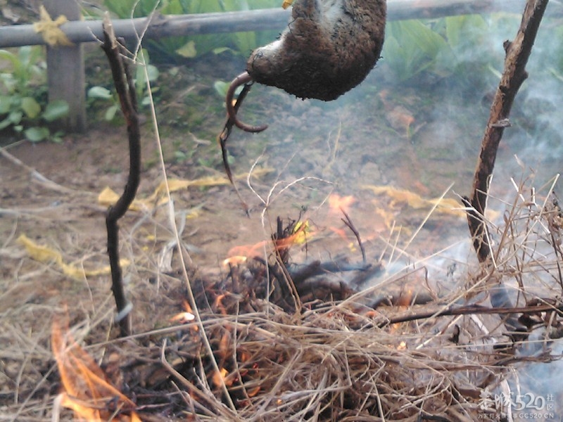 被捕获的老鼠【2】命运如此悲剧449 / 作者:aaa542500 / 帖子ID:60903