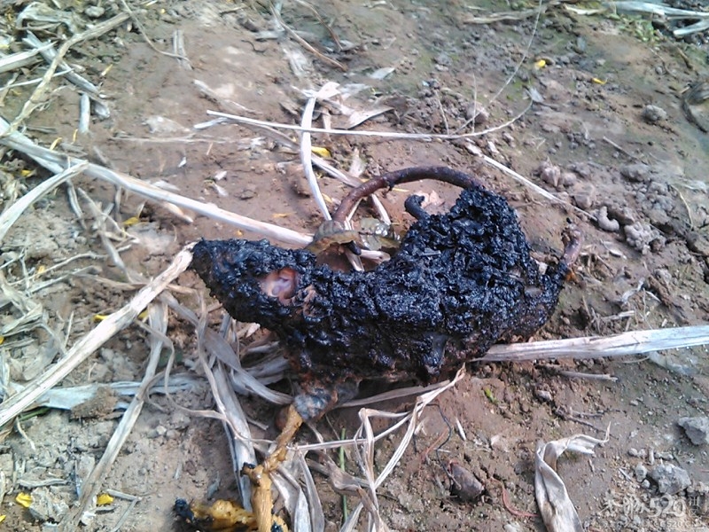 被捕获的老鼠【2】命运如此悲剧624 / 作者:aaa542500 / 帖子ID:60903