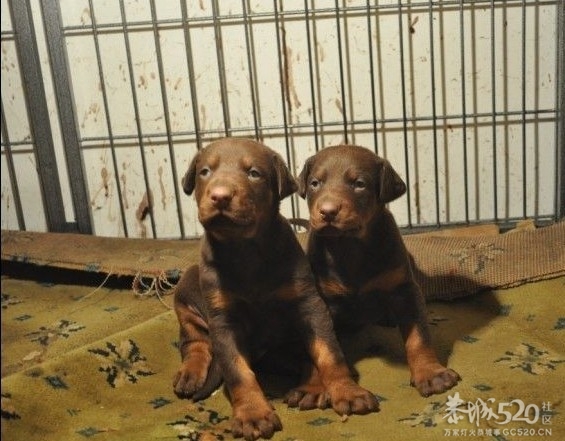 雷霆WERO（温柔 ）与TEVEZ（野兽） 极品杜宾 向往啊！！591 / 作者:星想事成 / 帖子ID:61208