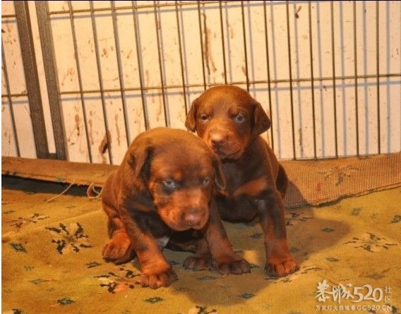 雷霆WERO（温柔 ）与TEVEZ（野兽） 极品杜宾 向往啊！！321 / 作者:星想事成 / 帖子ID:61208