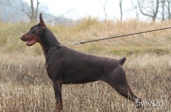 雷霆WERO（温柔 ）与TEVEZ（野兽） 极品杜宾 向往啊！！463 / 作者:星想事成 / 帖子ID:61208