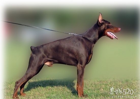 雷霆WERO（温柔 ）与TEVEZ（野兽） 极品杜宾 向往啊！！537 / 作者:星想事成 / 帖子ID:61208