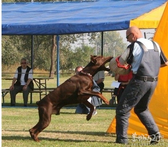 雷霆WERO（温柔 ）与TEVEZ（野兽） 极品杜宾 向往啊！！147 / 作者:星想事成 / 帖子ID:61208