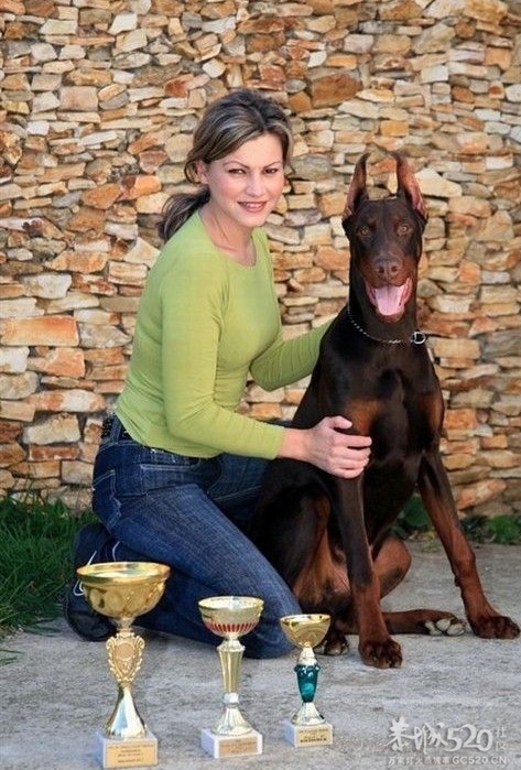 雷霆WERO（温柔 ）与TEVEZ（野兽） 极品杜宾 向往啊！！819 / 作者:星想事成 / 帖子ID:61208