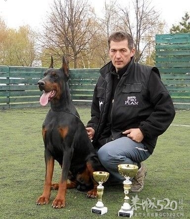 雷霆WERO（温柔 ）与TEVEZ（野兽） 极品杜宾 向往啊！！336 / 作者:星想事成 / 帖子ID:61208