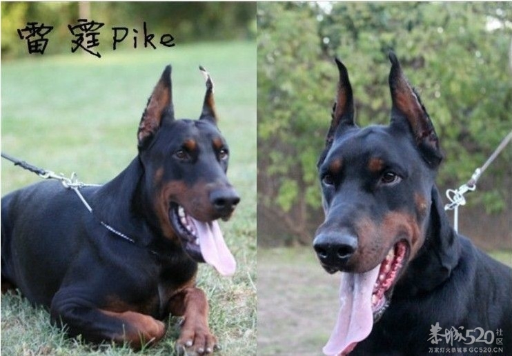 雷霆WERO（温柔 ）与TEVEZ（野兽） 极品杜宾 向往啊！！810 / 作者:星想事成 / 帖子ID:61208