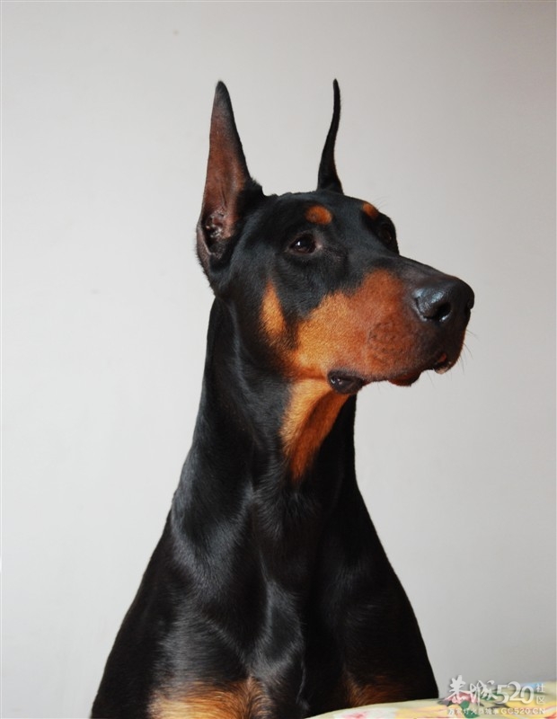 雷霆WERO（温柔 ）与TEVEZ（野兽） 极品杜宾 向往啊！！594 / 作者:星想事成 / 帖子ID:61208