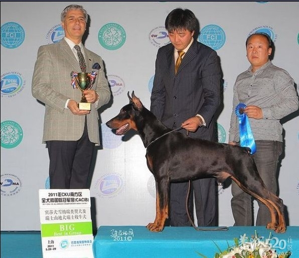 雷霆WERO（温柔 ）与TEVEZ（野兽） 极品杜宾 向往啊！！846 / 作者:星想事成 / 帖子ID:61208