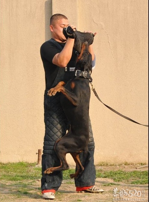 雷霆WERO（温柔 ）与TEVEZ（野兽） 极品杜宾 向往啊！！556 / 作者:星想事成 / 帖子ID:61208