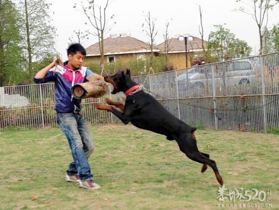 雷霆WERO（温柔 ）与TEVEZ（野兽） 极品杜宾 向往啊！！186 / 作者:星想事成 / 帖子ID:61208