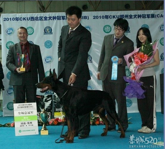 雷霆WERO（温柔 ）与TEVEZ（野兽） 极品杜宾 向往啊！！876 / 作者:星想事成 / 帖子ID:61208