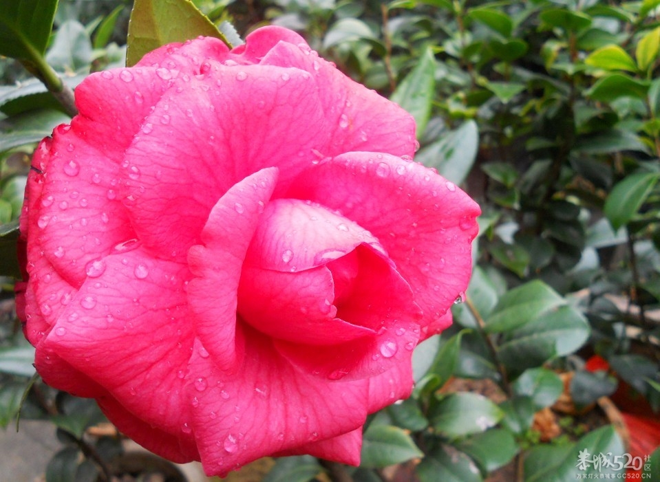 茶花开了哦 新品种啊 谁知道叫什么吗？682 / 作者:星想事成 / 帖子ID:61267