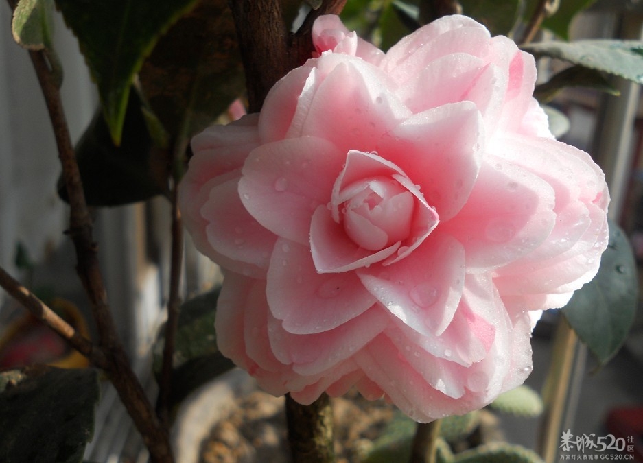 茶花开了哦 新品种啊 谁知道叫什么吗？842 / 作者:星想事成 / 帖子ID:61267