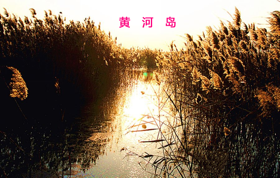 冬韵·黄河岛137 / 作者:唯美幽情 / 帖子ID:61299