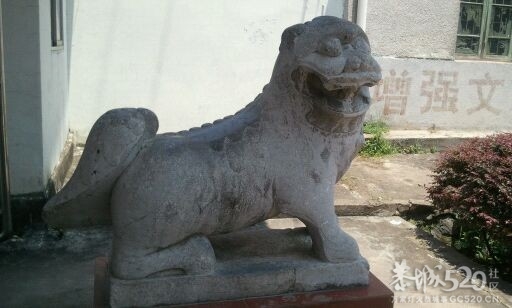 大狮子一条575 / 作者:恭城蚂蜂 / 帖子ID:61336