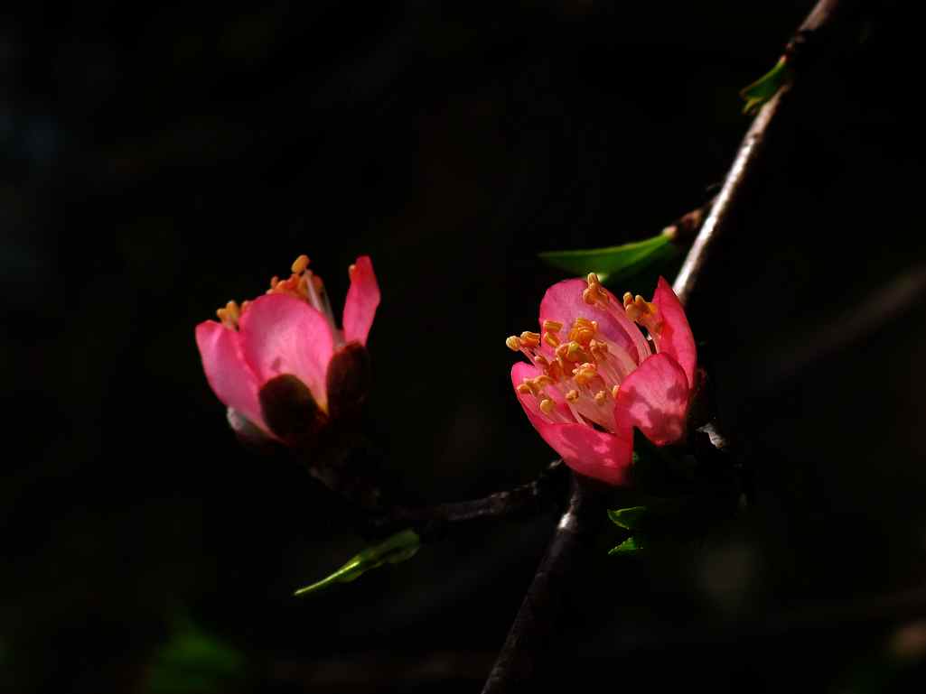 2013年桃花初开675 / 作者:山野图夫 / 帖子ID:61392